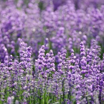 Lavandula x intermedia Phenomenal.