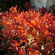 Photinia x fraserii Camilvy cu frunziș roșiatic. 