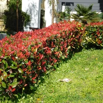 Photinia x fraserii Red Select plantat ca gard viu. 