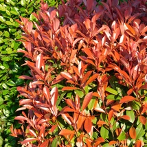 Photinia x fraserii Red Select plantat ca gard viu. 