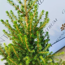 Aspectul plantelor Picea glauca la sfârșitul lunii octombrie.