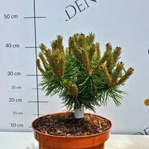Pinus mugo Benjamin în pepiniera noastră la sfârșitul lunii mai. 