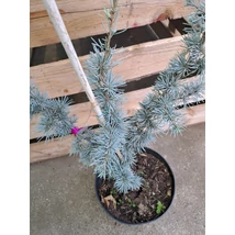Cedru libanez Glauca la ghiveci. 