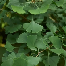 Frunzele plantei Ginkgo biloba.