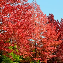 Frunzișul roșu al arborelui de gumă. 
