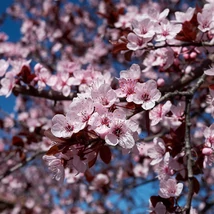 Înflorirea arborelui Prunus cerasifera.