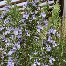 Florile albastre ale rozmarinului