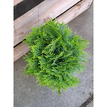 Thuja occidentalis Mirjam