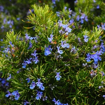 Florile albastre ale rozmarinului