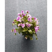 Viola × wittrockiana - Panseluță de grădină