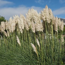 Cortaderia selloana White Feather.