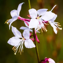 Gaura lindheimeri cu flori albe. 