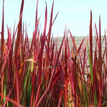 Imperata cylindrica Red Baron.