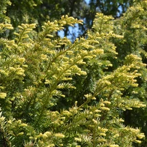 Taxus media Stricta Viridis – Tisa