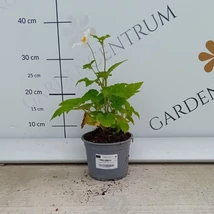 Floarea vântului își aduce florile pe tulpini înălțate. 