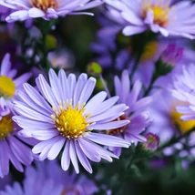 Aster cordifolius Little Carlow - Steluța de toamnă 