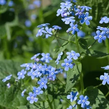 Floare gingașă, albastră de nu-mă-uita caucazian.