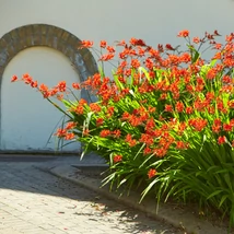 Crocosmia în timpul înfloririi. 