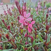 Florile plantei perene Gaura Siskiyou Pink în pepiniera noastră în luna octombrie. 