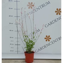 Gaura lindheimeri cu flori albe. 