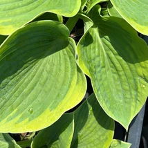 Hosta sieboldiana Frances Williams decorează cu frunzele sale verde-albăstrui, fiind o plantă acoperitoare de sol deosebită.