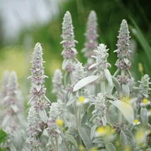 Florile urechii de iepure. 