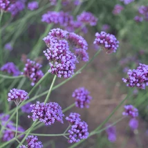 Inflorescența de culoare violet a verbenei bonariensis.