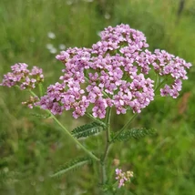 Achillea millefolium Liliac Beauty cu înflorire abundentă. 