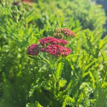 Inforescența colorată a plantei perene coada șoricelului cu flori roșii. 