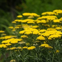 Florile galbene ale plantei Achillea millefolium.