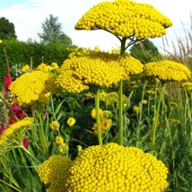 Florile galbene ale plantei Achillea millefolium.