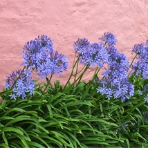 Plante perene Agapanthus sp. cu flori în nuanțe de alb și albastru.
