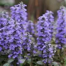 Ajuga reptans înflorit. 