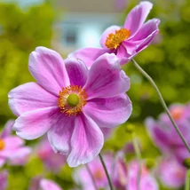 Florile roz ale plantei Anemone hybrida.