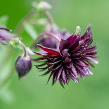 Aquilegia vulgaris Black Barlow - Căldărușă