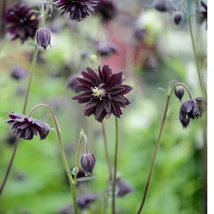 Aquilegia vulgaris Black Barlow - Căldărușă