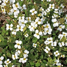 Floare de gâscăriță gingașă cu flori albe primăvara. 