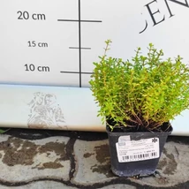 Thymus x citriodorus 'Archer's gold.