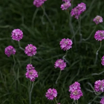 Dintre frunzele bordo ale Armeria maritima Rubrifolia răsar capetele florale roz.