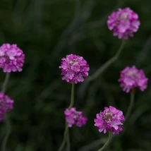 Dintre frunzele bordo ale Armeria maritima Rubrifolia răsar capetele florale roz.