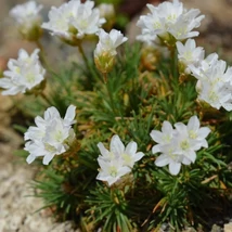 Armeria cu flori albe.