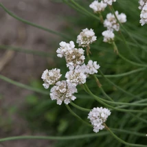 Armeria maritima Alba -  Limba peștelui cu flori albe