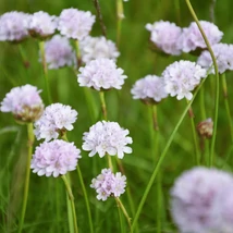 Armeria maritima Alba -  Limba peștelui cu flori albe