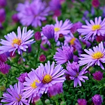 Aster dumosus Wood's Purple decorează cu flori viu colorate.