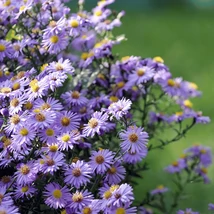 Aster cordifolius Little Carlow - Steluța de toamnă 