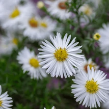 Aster ageratoides Starshine - Steluța de toamnă