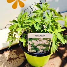Floarea de culoare alb-verzui a șteviei de munte. 