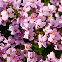 Aubrieta gracilis disponibilă în mai multe culori. 