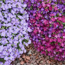 Aubrieta gracilis disponibilă în mai multe culori. 