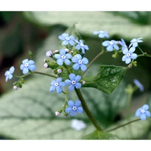 Florile gingașe ale plantei perene Brunnera, cunoscută și ca floare de nu-mă-uita-caucasian. 